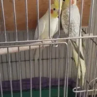 یک جفت عروس هلندی مولد با جوجه