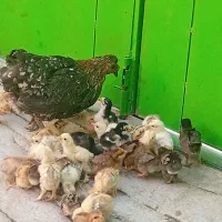 مرغ محلی با جوجه 10روزه