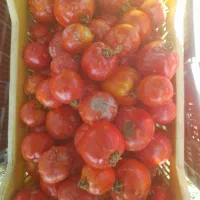 گوجه|خوردنی و آشامیدنی|ارومیه, |دیوار