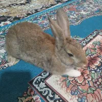 دو عدد خرگوش خوشگل  فروشی