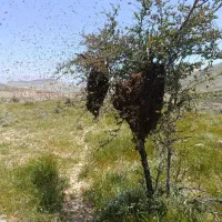 عسل کاملا طبیعی