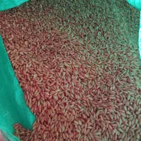 گندم دیم بذری بوجارشده