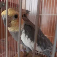 جوجه عروس هلندی گم شده