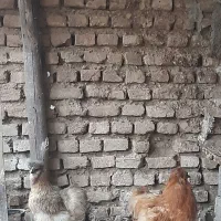 مرغ و خروس ابریشمی