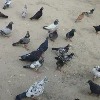 کبوتر
