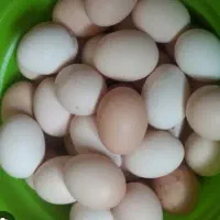 تخم مرغ محلی