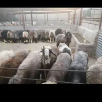 بره