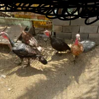 بوقلمون برنز انگلیسی و بربون محمدان