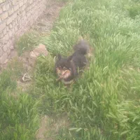 سگ‌پامر