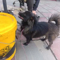 سگ پاکوتاه