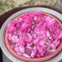 عرقیجات گیاهی دستگیر