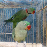 10 جفت شاه طوطی نر ماده جوجه