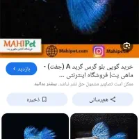 ماهی انجل