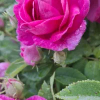 گل محمدی|خدمات باغبانی و درختکاری|فیرورق, |دیوار