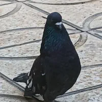 کبوتر
