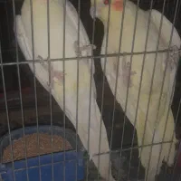پرنده