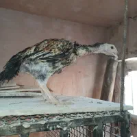 جوجه لاری و اشامو و خروس لاری