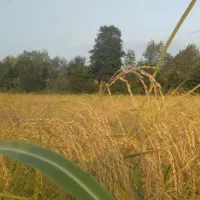 برنج هاشمی استانه