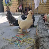 مرغ سلطان تخم گزار جوان