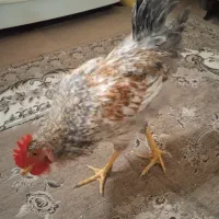 خروس محلی جوان