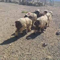 فروش بره