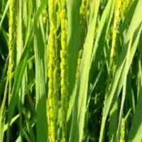 کارگر دارم برا چلتوک زدن ودراوردن