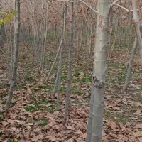 درخت چنار 3متری فقط 300تومن