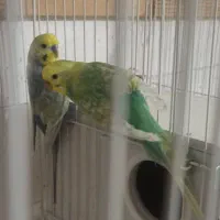 مرغ عشق رینبو
