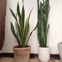 سه عدد گل و گلدان