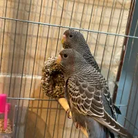 مرغ عشق بلک فیس،بلک وینگ(معاوضه با ردچیک)|پرنده|یزد, |دیوار