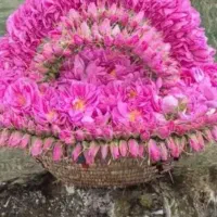 گلاب ناب وخالص