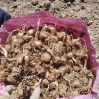 ده تن پیاز زعفران موجود است