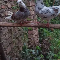 سلام بر عزیزان عشق بازا