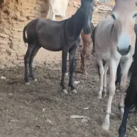 قاطر|حیوانات مزرعه|بن, |دیوار