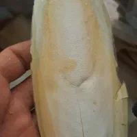 کف مناسب پرنده