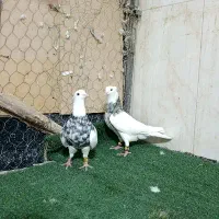 طوقی الماسی ۱