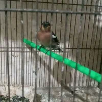 سهره مست بخون به شرط