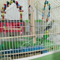 مرغ عشق