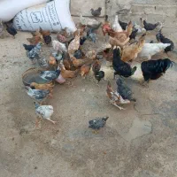 جوجه و ماهه
