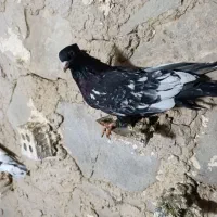 کله ای|پرنده|مسجد سلیمان, |دیوار