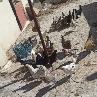 مرغ گلین تخم کن