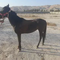 اسب|اسب و تجهیزات اسب‌سواری|اوز, |دیوار