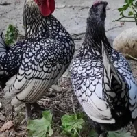 تخم مرغ سبرایتی پولک منظم