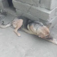 سگ پاکوتاه. وسگ ژرمن شپر
