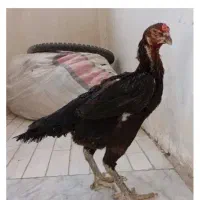 مرغ لاری