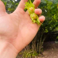 فندق تازه و نیمه خیس درجه یک