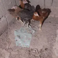 جوجه شوروی