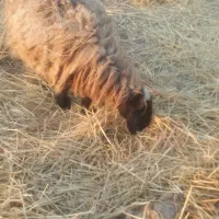 فروش شیشک