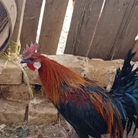 خروس رزکامپ
