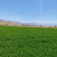 یونجه